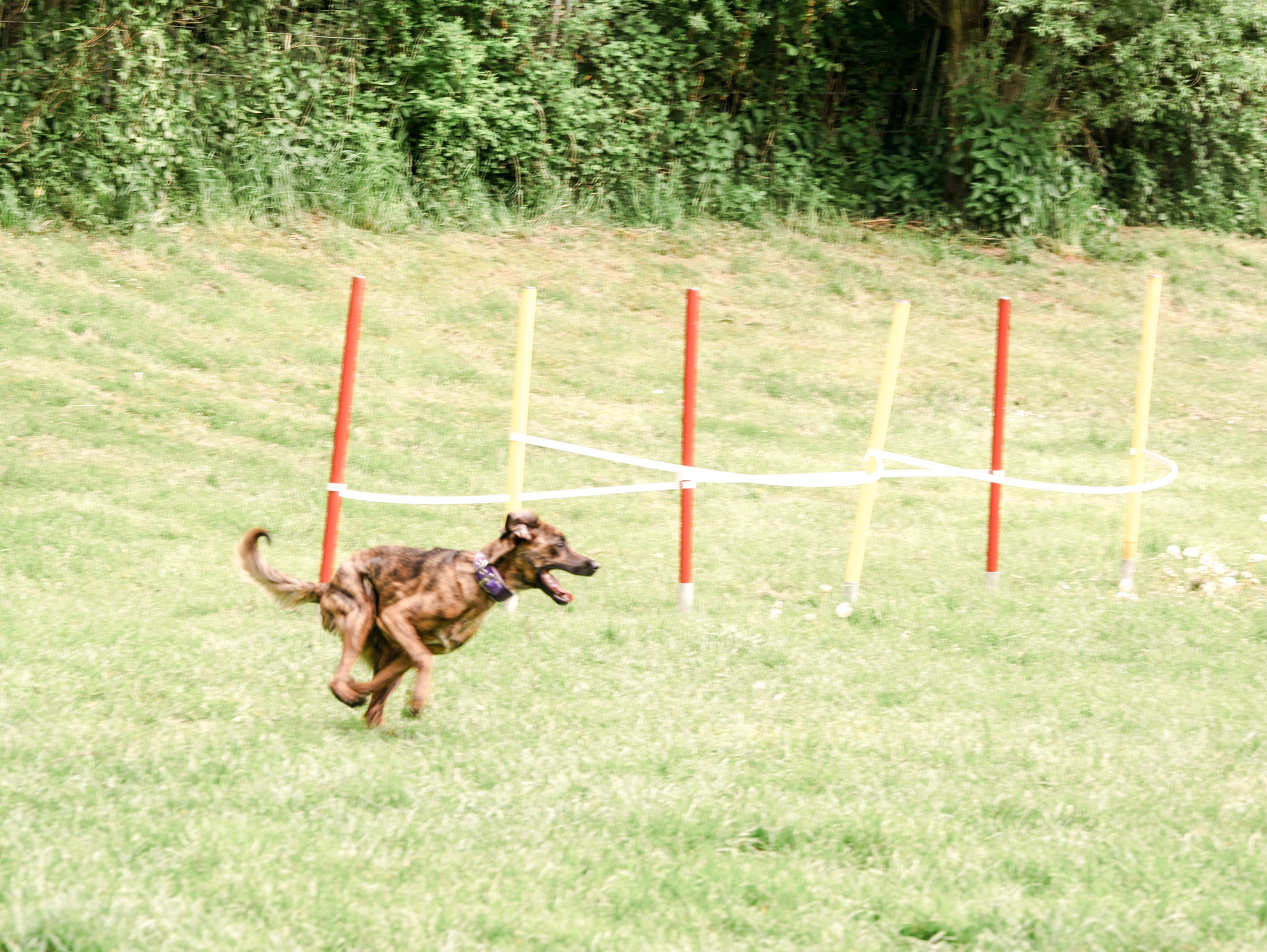 Hund longieren