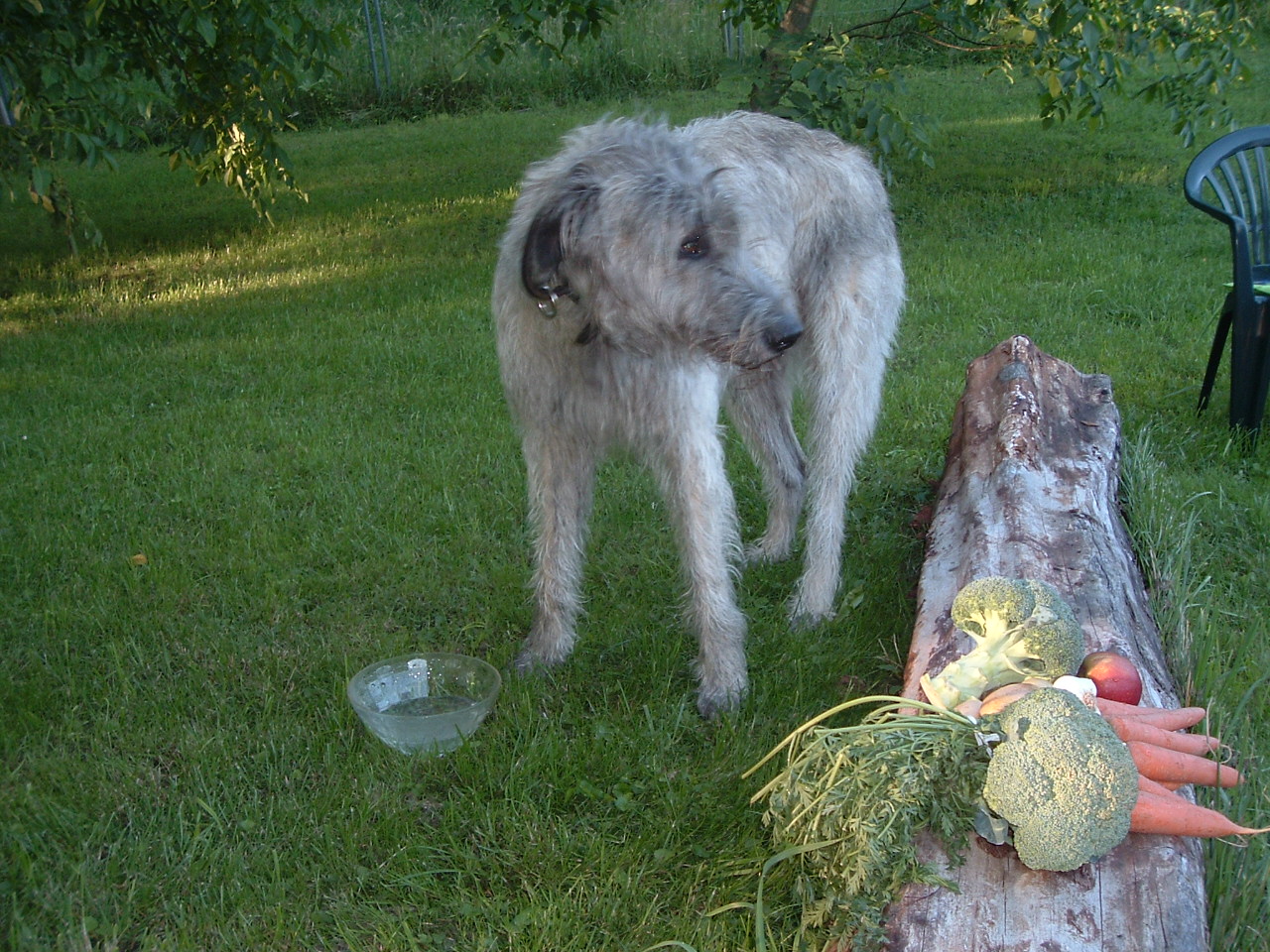 Ernährung für Hunde