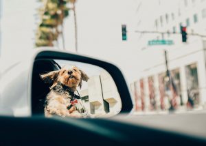 Hund fahrt mit im Auto - Hunderführerschein