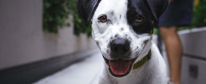 Entdecke die Körpersprache deines Hundes