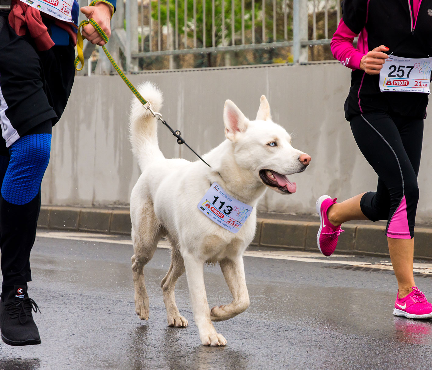 Joggen, laufen, Nordic Walking mit Hund