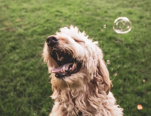 Die Empathie deines Hundes
